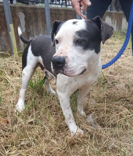 ARGO simil amstaff vogliamo la sua rinascita | Foto 4