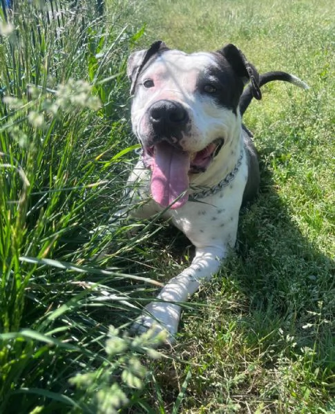 ARGO simil amstaff vogliamo la sua rinascita | Foto 3