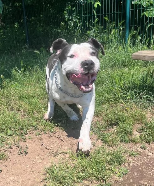 ARGO simil amstaff vogliamo la sua rinascita | Foto 2