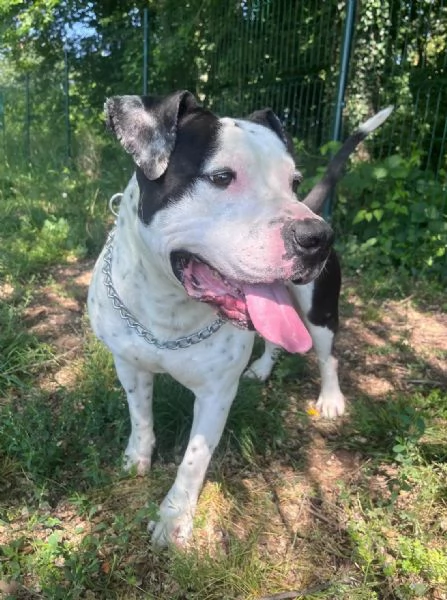 ARGO simil amstaff vogliamo la sua rinascita | Foto 1