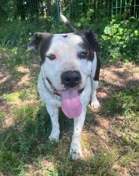 ARGO simil amstaff vogliamo la sua rinascita | Foto 0