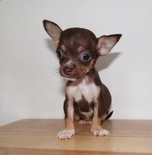 chihuahua toy maschio e femmina chocolat