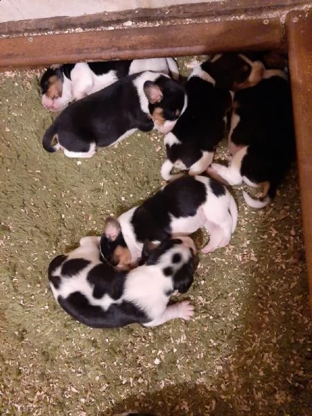 cuccioli  beagle tricolore 