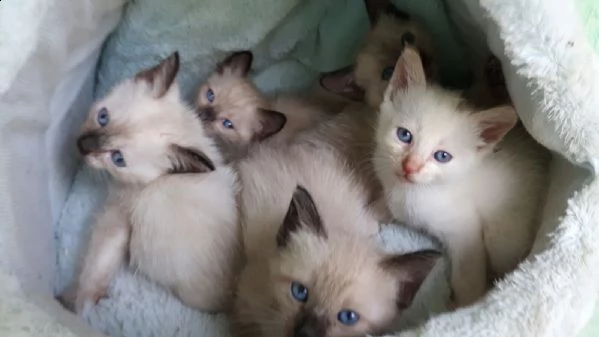 cuccioli gattini siamese thai  per natale