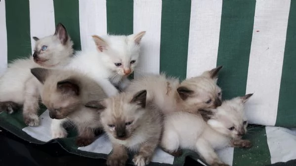 cuccioli gattini siamese thai  per natale | Foto 2