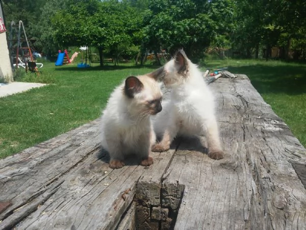 cuccioli gattini siamese thai  per natale | Foto 0