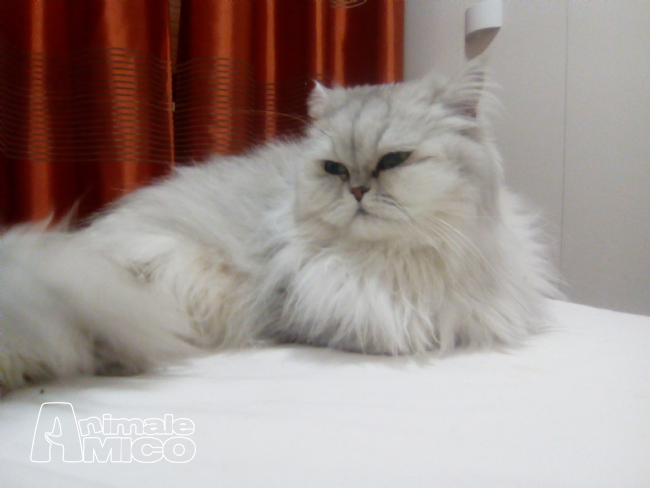 Cerco Da Privato A Ra Cerco Gatto A Pelo Lungo In Regalo 27012017