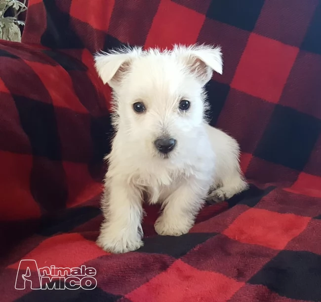 west highland white terrier cuccioli