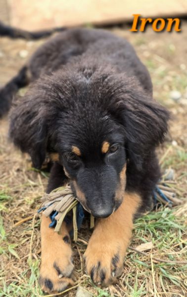 allevamento dispone di bellissimi cuccioli hovawart nero focati nati il 2 aprile 2023 | Foto 6