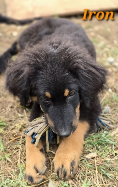 allevamento dispone di bellissimi cuccioli hovawart nero focati nati il 2 aprile 2023 | Foto 6
