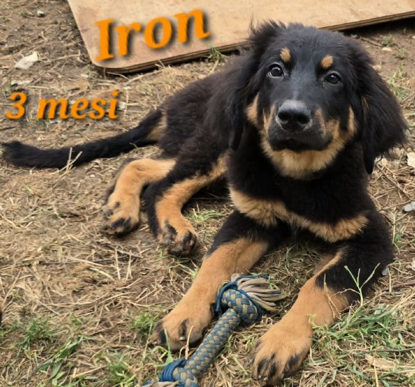 allevamento dispone di bellissimi cuccioli hovawart nero focati nati il 2 aprile 2023 | Foto 5