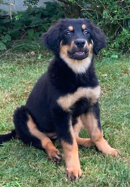 allevamento dispone di bellissimi cuccioli hovawart nero focati nati il 2 aprile 2023 | Foto 4