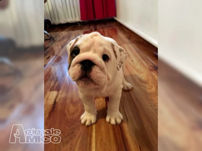 bulldog inglese maschio con pedigree  | Foto 0