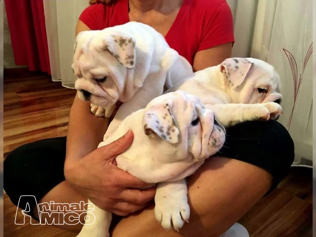 bulldog inglese maschio con pedigree 