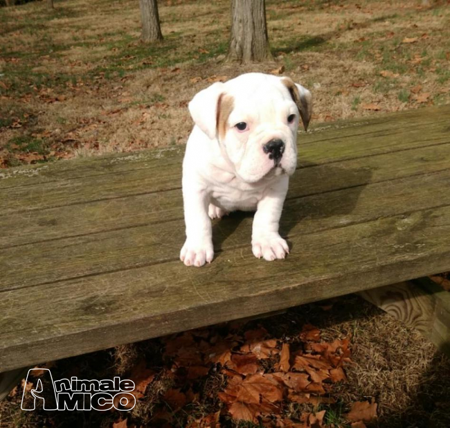 Vendita Bulldog Da Privato A Milano Bulldog Inglese Dolci Cuccioli