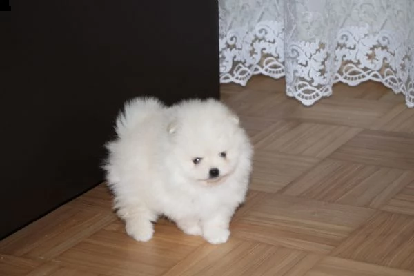 cuccioli di volpino nano 