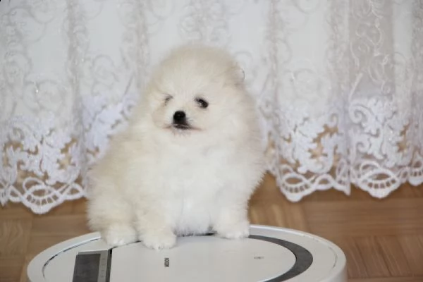 cuccioli di volpino nano  | Foto 0