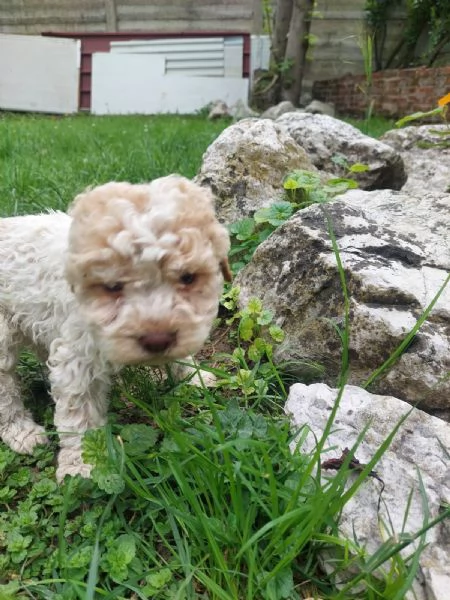 Cuccioli Lagotto tartufi e compagnia | Foto 3