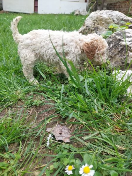 Cuccioli Lagotto tartufi e compagnia | Foto 2