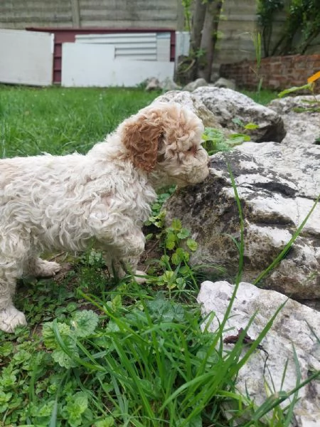 Cuccioli Lagotto tartufi e compagnia | Foto 1