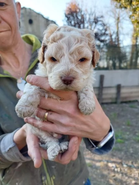 Cuccioli Lagotto tartufi e compagnia | Foto 0