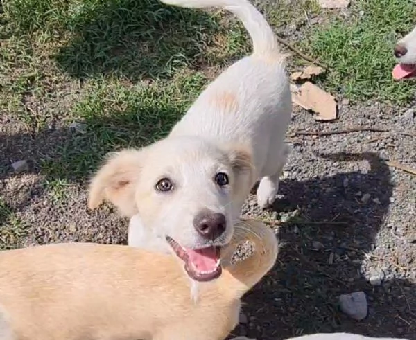 mizar cucciola dolcissima | Foto 5