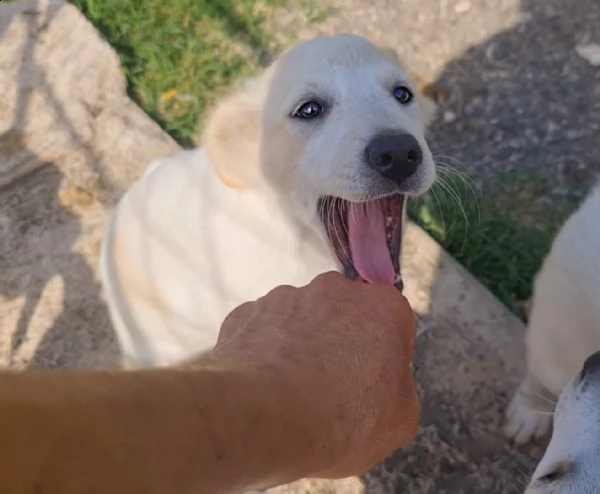 mizar cucciola dolcissima | Foto 3