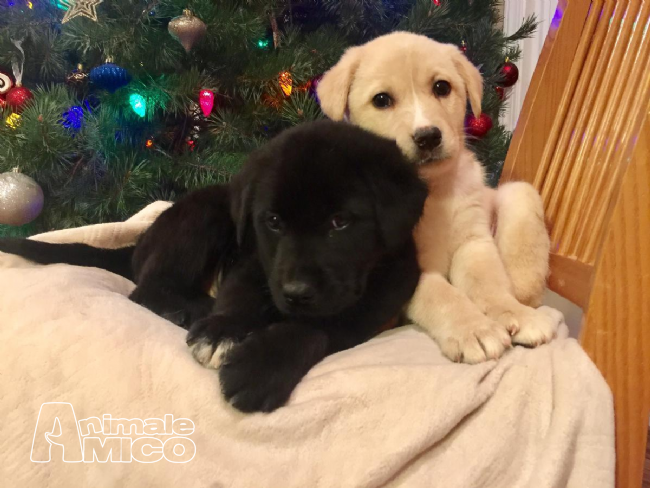 Vendita Labrador Da Privato A Monza E Brianza Cuccioli Di Labrador