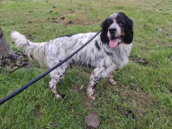 hogan, splendido setter da divano