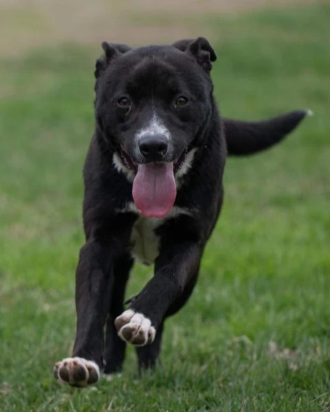 CICCIO indipendente meticcio nero taglia media cerca casa | Foto 4