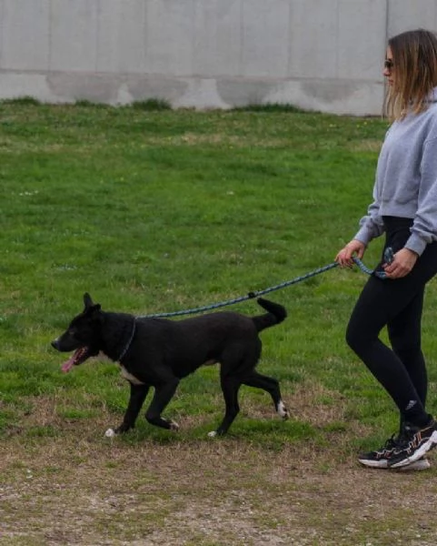 CICCIO indipendente meticcio nero taglia media cerca casa | Foto 1