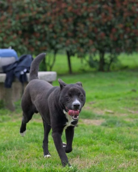 CICCIO indipendente meticcio nero taglia media cerca casa | Foto 0