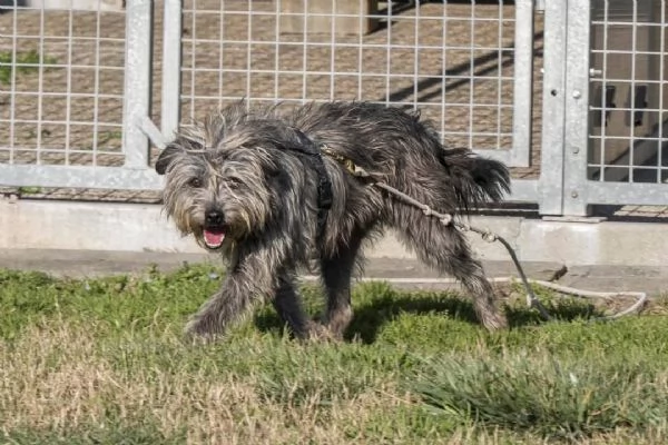 ARAMIS meticcio furbetto in adozione | Foto 6