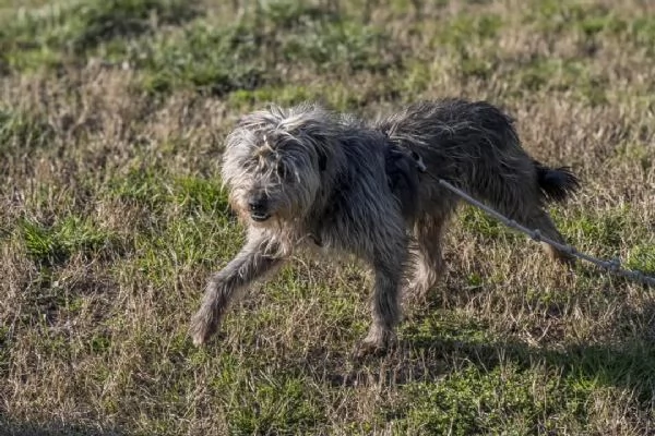 ARAMIS meticcio furbetto in adozione | Foto 2