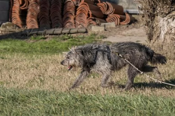 ARAMIS meticcio furbetto in adozione | Foto 1