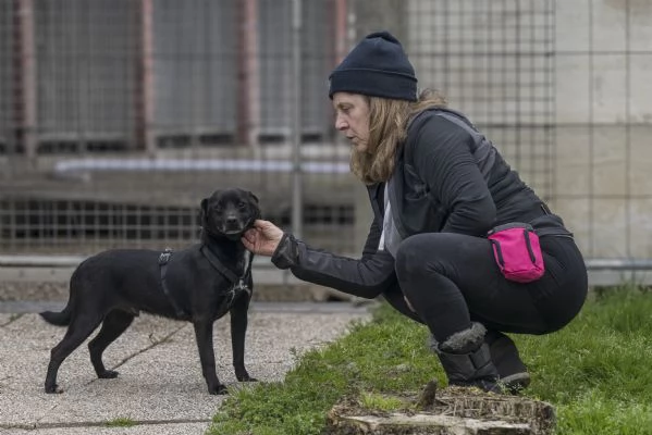 PORTHOS meticcio nero dolce e timido in adozione | Foto 5