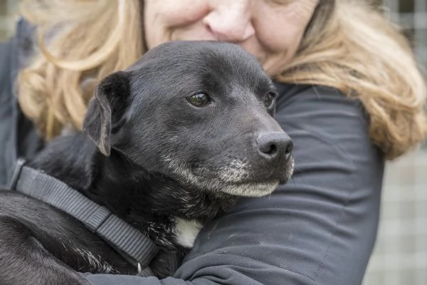 PORTHOS meticcio nero dolce e timido in adozione | Foto 4
