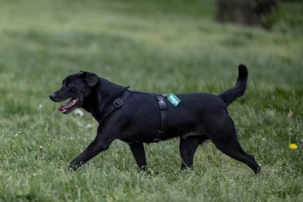 PORTHOS meticcio nero dolce e timido in adozione | Foto 3