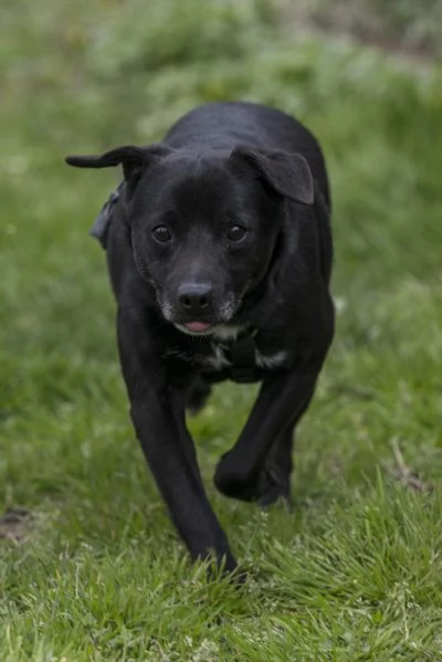 PORTHOS meticcio nero dolce e timido in adozione