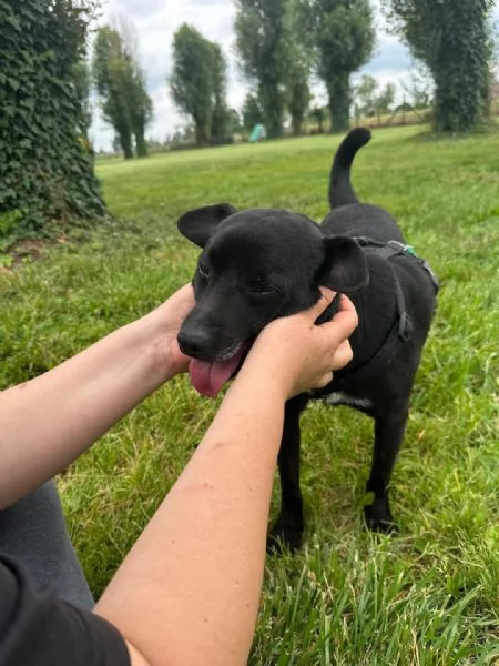 PORTHOS meticcio nero dolce e timido in adozione | Foto 1