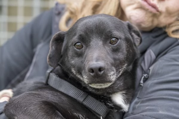 PORTHOS meticcio nero dolce e timido in adozione | Foto 0
