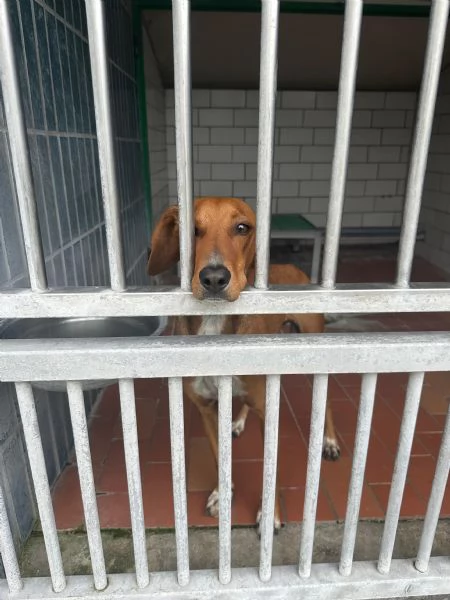 GUGIO mix segugio curioso e un po timido | Foto 1