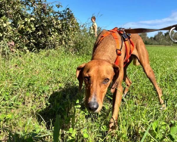 GUGIO mix segugio curioso e un po timido | Foto 0