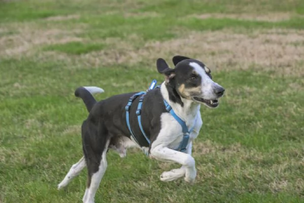 ZEUS mix segugio energico e affettuose | Foto 1