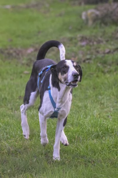 ZEUS mix segugio energico e affettuose | Foto 0