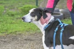 ZEUS mix segugio energico e affettuose