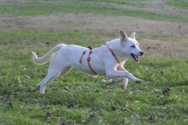 CHERRY cucciolona vivace e socievole