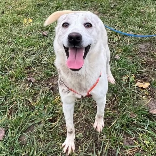 CHERRY cucciolona vivace e socievole