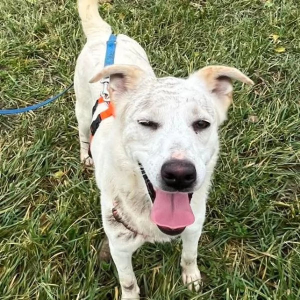 CHERRY cucciolona vivace e socievole | Foto 2