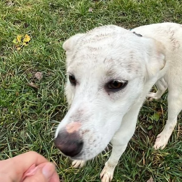 CHERRY cucciolona vivace e socievole | Foto 1